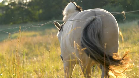 Schöne-Aufnahme-Eines-Weißen-Pferdes,-Das-Sich-Von-Der-Kamera-Wegbewegt