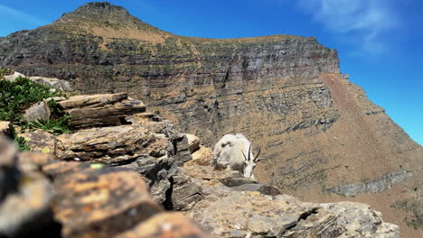 Camera-capturing-the-mountain-goat-looking-for-food-in-the-rocky-slopes-of-the-Grinnell-Glacier---Glacier-National-Park