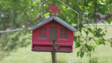 small-brown-bird-on-red-barn-bird-feeder-slow-motion