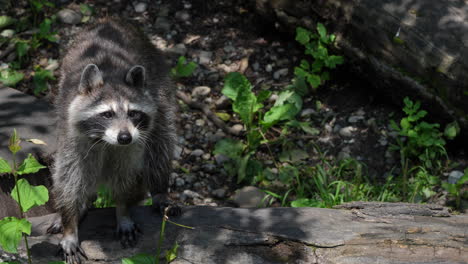 Close-up-wild-raccoon-hunting-in-wilderness-during-sunny-day,prores-high-quality-shot