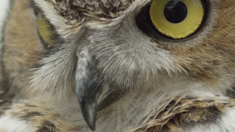Close-up-owl-face-feathers---Great-horned-owl-in-the-wild-forest