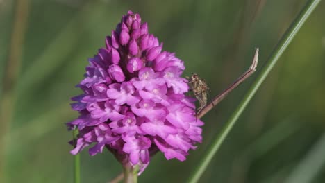 Slide-footage-of-an-orchid-with-fly-in-the-wild