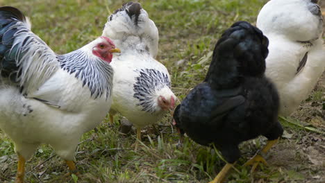 Close-up-shot-of-white-and-black-chickens-grazing-on-green-meadow-at-farmland---prores-footage