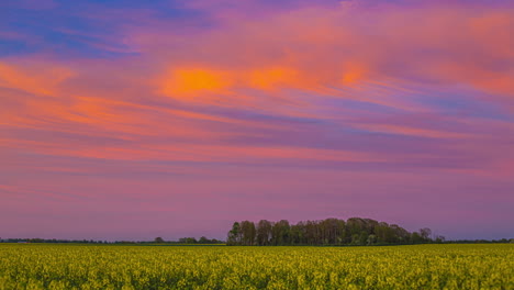 Colorful-clouds-moving-in-sky,-sunshine-from-sunset-on-clouds,-yellow-flower-field