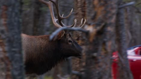 Elk-Bull-walking-through-the-forest-watched-by-photographer