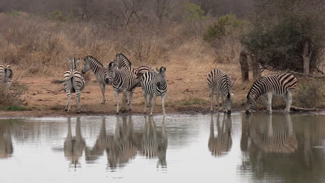 A-herd-of-zebra-taking-a-drink-at-a-waterhole-in-the-wild-of-Africa-are-easily-spooked