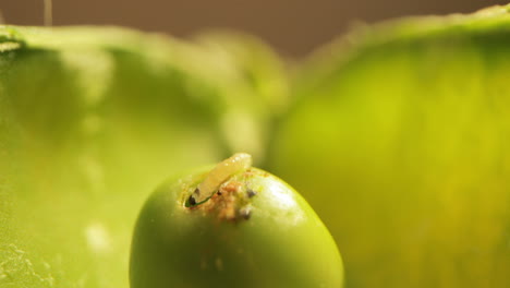 Worm-Feeding-On-A-Green-Pea.-close-up