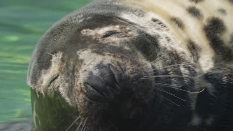 Close-Up-Of-Relaxed-Seal-Sleeping-With-Eyes-Closed,-cute-marine-animals