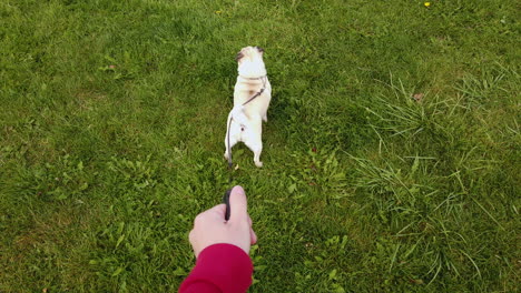 A-pet-Pug-dog-looks-alert-as-she's-taken-for-a-walk-on-a-leash-in-a-field,-shot-from-the-point-of-view-of-it's-owner-using-a-gimbal