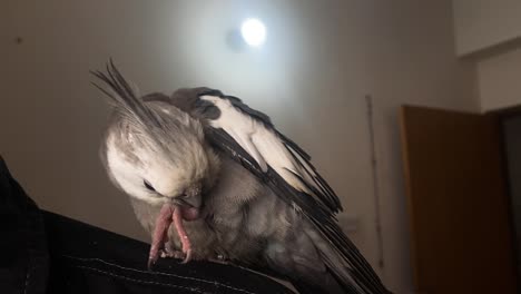 Close-up-of-a-Whiteface-pied-cockatiel-pet-bird-standing-on-the-shoulder-of-its-owner