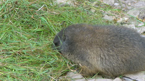 Close-up-shot-of-Groundhog-eating-fresh-grass-outdoors-in-nature