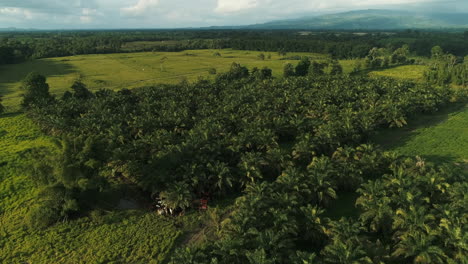 Afrikanische-Palmenplantage-In-Der-Ecuadorianischen-Küstenprovinz-Santo-Domingo
