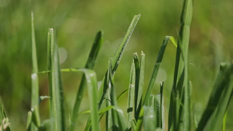 Blades-of-long-grass-sway-in-the-wind