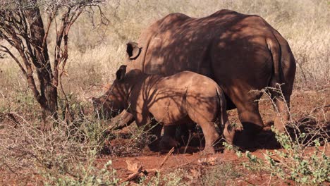 Lindo-Bebé-Se-Une-A-Mamá-Rinoceronte-Blanco-A-La-Sombra-De-Un-árbol-En-La-Luz-Del-Atardecer
