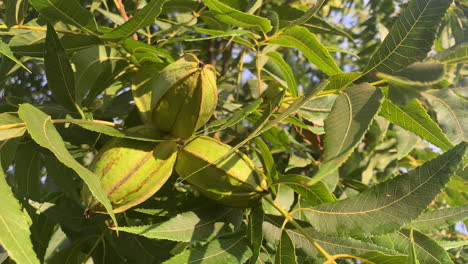 Pod-of-ripe-pecan-nuts-swinging-in-the-wind-on-branch-of-tree-Close-up-on-Pecans-macro