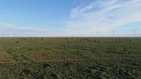 4K-aerial-over-large-cattle-herd-with-wind-turbines-wind-farm-in-background