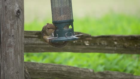 Cute-And-Fluffy-Chipmunk-Feeding-On-Seeds-From-A-Bird-Feeder