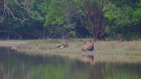 Resting-on-the-edge-of-the-lake-while-a-Junglefowl-feeds-on-the-pest-on-the-body-of-the-deer,-symbiotic-relationship-in-nature,-Sambar-Deer,-Rusa-unicolor,-Phu-Khiao-Wildlife-Sanctuary,-Thailand