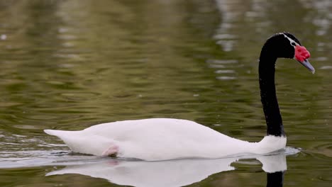 Beautiful-Black-necked-Swan-floating-on-calm-pond-during-daylight,close-up-track