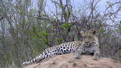 Young-Leopard-Rests-and-Observing-Surroundings-Looking-For-a-Prey