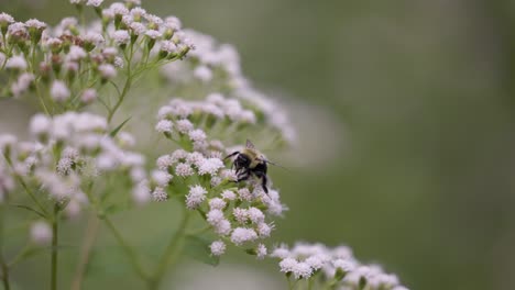 Black-and-Yellow-Bumble-Bee-lands-on-White-Snakeroot-wildflower,-collecting-nectar-and-pollen-from-flowers-in-the-wild,-in-slow-motion,-close-up-view