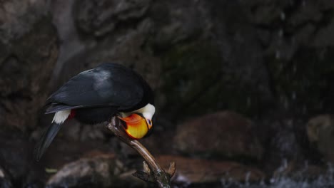 A-perched-toco-toucan,-ramphastos-toco,-cleaning-and-wiping-its-bill-against-wooden-stick-under-the-canopy-with-a-cascade-stream-in-the-background,-static-close-up-shot