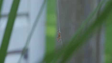 Isolated-Garden-Spider-Hangs-On-A-Web-Between-Outdoor-Plants