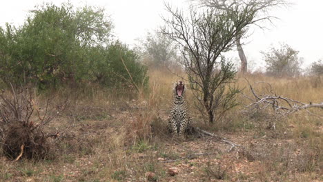 Xidulu-Leopard-Yawns-in-a-Misty-Land-of-Preserve
