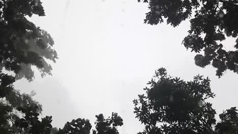 Starker-Regen-Auf-Dem-Hintergrund-Der-Silhouette-Von-Bäumen