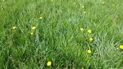 Forward-moving-shot-of-grass-and-dandelions