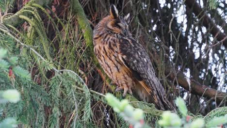 Long-eared-owl-mother-looking-around-while-sitting-on-top-of-pine-tree
