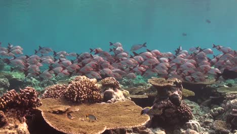 Cardumen-De-Pargo-Rojo-Nadando-Sobre-Arrecifes-De-Coral-En-Las-Maldivas
