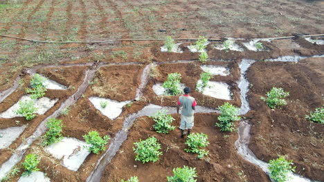 Luftaufnahme-Eines-Bauern,-Der-über-Sein-Land-Im-Ländlichen-Kenia-Geht