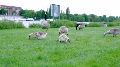 Multiple-Ducklings-feeding-in-gras-with-ducks-in-the-background-in-local-park