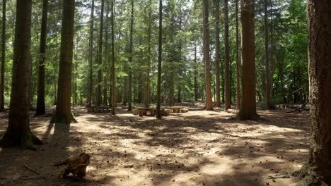Cinematic-tracking-shot-of-dense-forest-full-of-tall-trees-in-an-outdoor-background-with-no-people