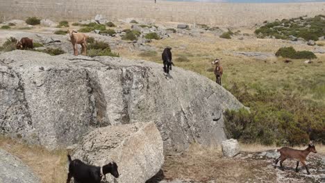 Herde-Von-Ziegen-Zu-Fuß-Auf-Felsen,-Serra-Da-Estrela-In-Portugal