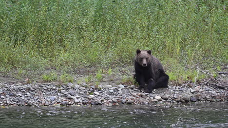 Grizzly-bear-sits-comically-beside-river-sniffs-air,-looks-for-fish