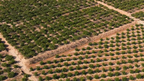 Cultivos-Agrícolas-De-Cítricos-Verdes-En-Clima-Mediterráneo-Cerca-De-Algorfa,-España