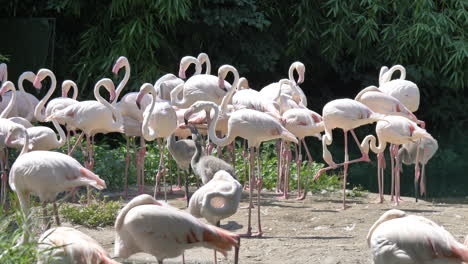 Group-of-pink-flamingos-in-wild-nature-resting-during-sunny-day-in-summer,slow-motion-shot---Phoenicopteridae-Species