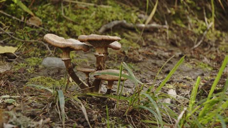 Mushroom-family-growing-in-Jyväskylä,-Finland---4k,-24fps