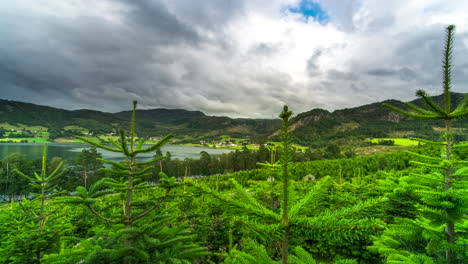 Time-lapse-on-fir-tree-farm-of-dramatic-clouds-gliding-over-green-landscape