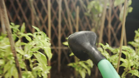 Gardener-Watering-Organic-Plant---Vegetable-Gardening-At-Home---close-up---POV