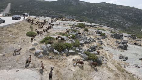Fly-over-a-large-heard-of-goats-on-a-rocky-mountain-path