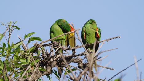A-couple-of-white-eyed-conure