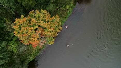 Blick-Von-Oben-Auf-Den-Herbstbaum-In-Der-Nähe-Des-Flusses