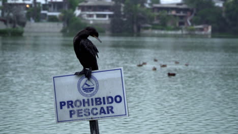 A-Black-Cormorant-Standing-on-a-Prohibited-Sign-Cleaning-Itself-at-a-Harbor