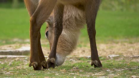 Young-cute-Antelope-grazing-gently-in-lush-green-meadow---Slow-motion