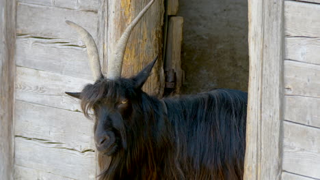 Black-Nera-Verzasca-Goat-with-horns-resting-in-barn,close-up---4K-prores-shot
