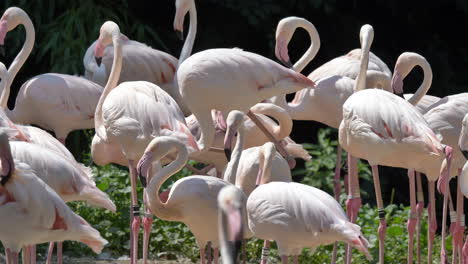 Nahaufnahme-Vieler-Rosafarbener-Flamingos,-Die-Sich-An-Sonnigen-Tagen-Im-Freien-Entspannen---Prores-4k