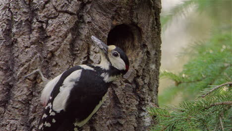 Nahaufnahme,-Ein-Männlicher-Specht,-Der-Nahrung-Für-Sein-Hungriges-Küken-Im-Nest-Bringt